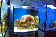 Морской аквариум2-Морской аквариум